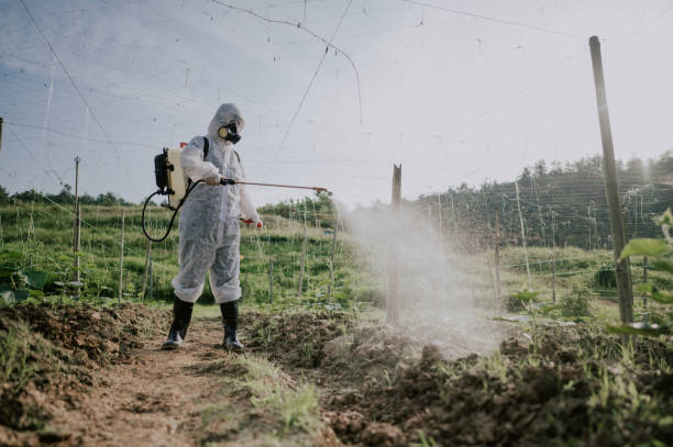 Best Ant Control Services  in Mauriceville, TX