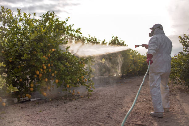 Best Local Pest Control Services  in Mauriceville, TX