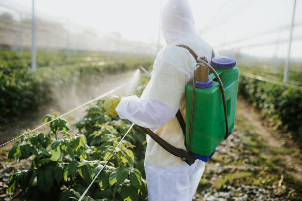 Best Flea Control Services  in Mauriceville, TX